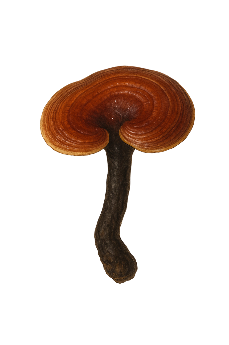 Reishi