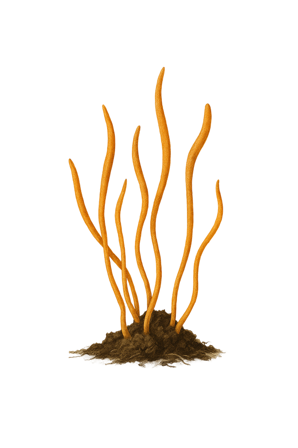 Cordyceps