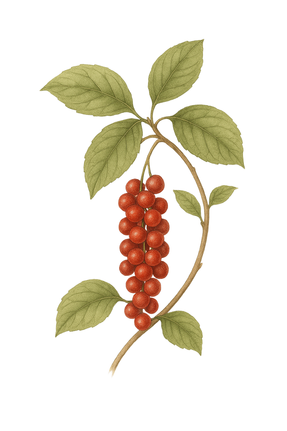 Schisandra