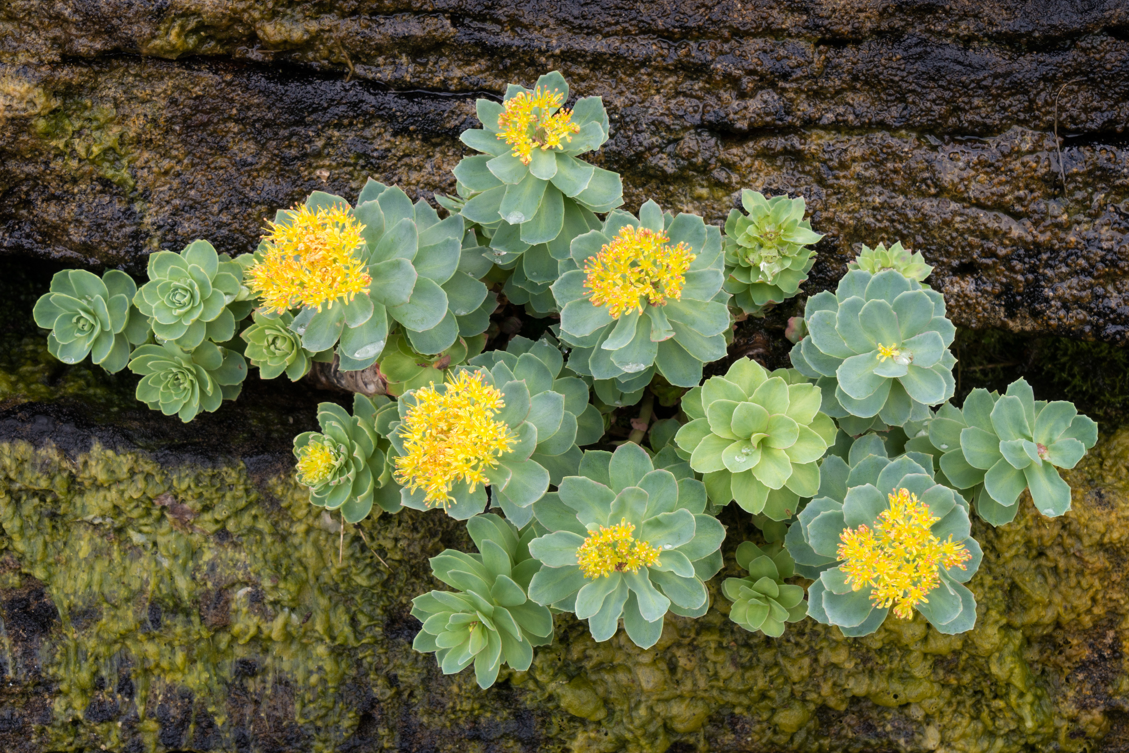 Rhodiola Hero Image
